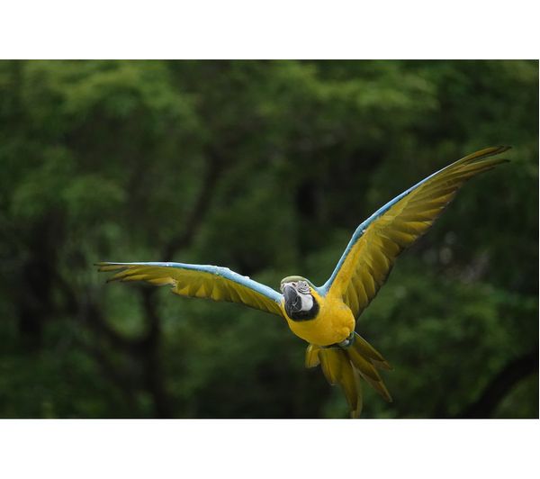 SONY DSC-RX10 IV High Performance Bridge Camera - Black - Image 3