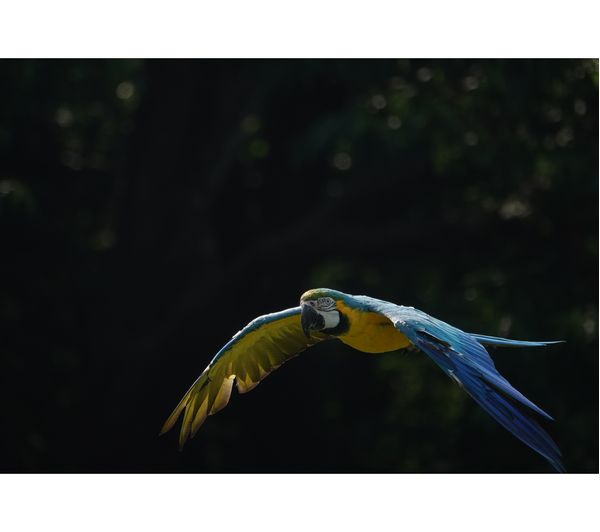 SONY DSC-RX10 IV High Performance Bridge Camera - Black - Image 5