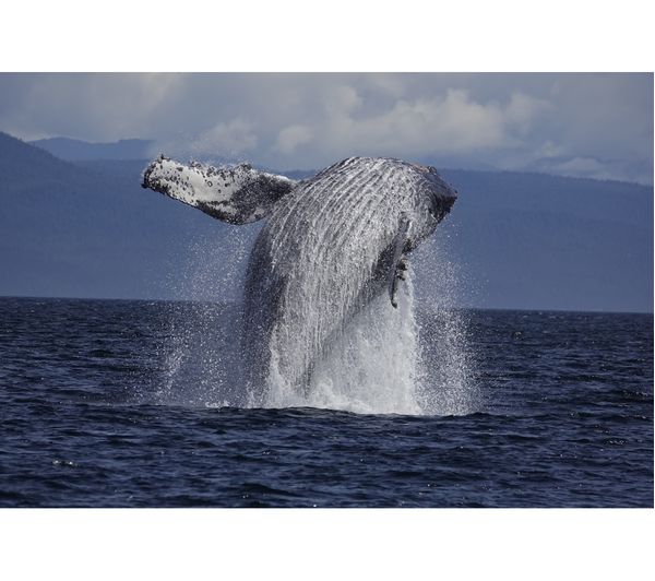 SONY DSC-RX10 IV High Performance Bridge Camera - Black - Image 8